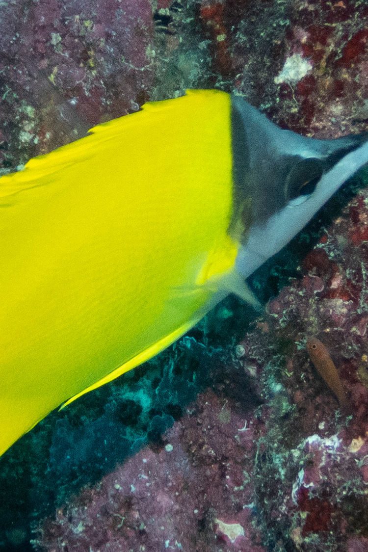 フエヤッコダイの画像