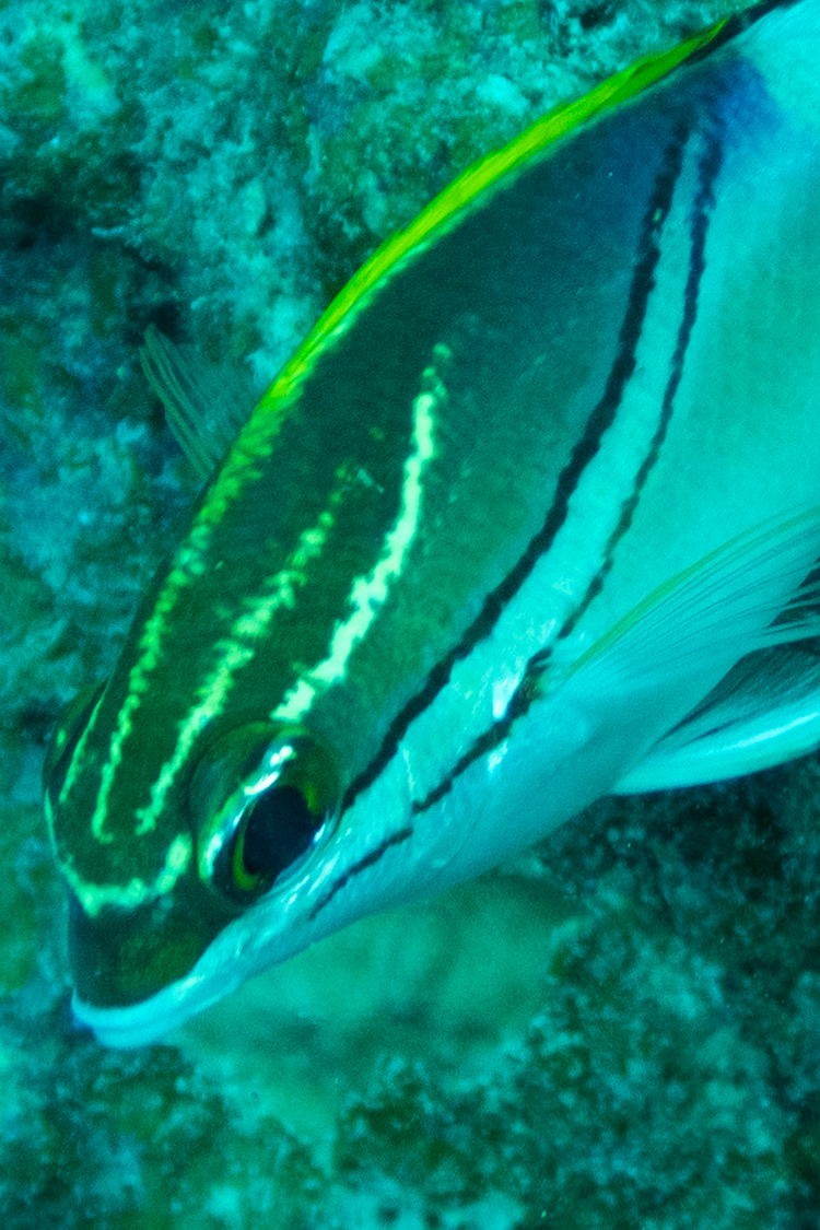 フタスジタマガシラの画像