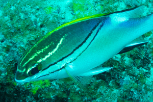 フタスジタマガシラの色