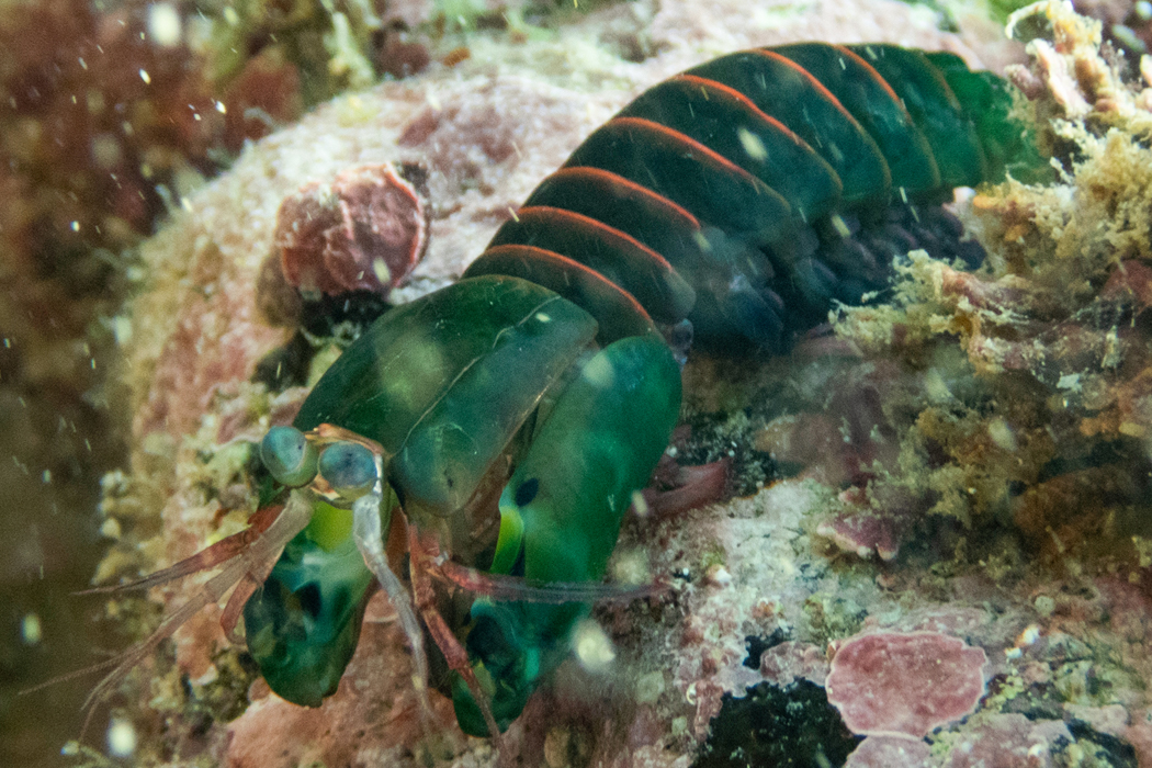 フトユビシャコモドキのページ