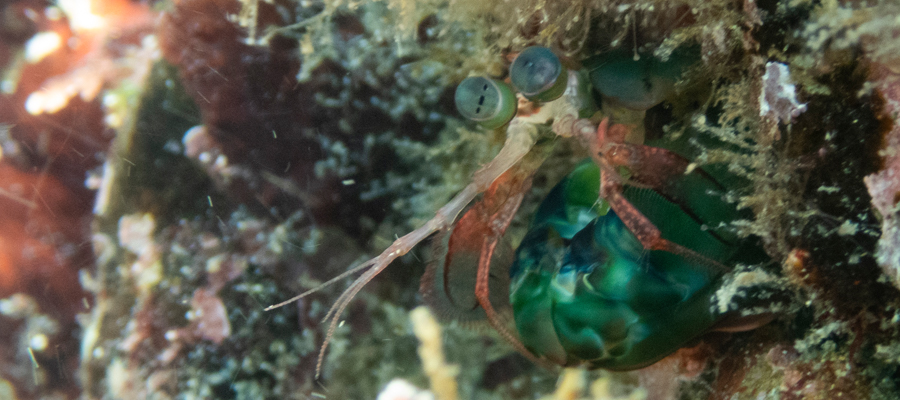 フトユビシャコモドキの写真