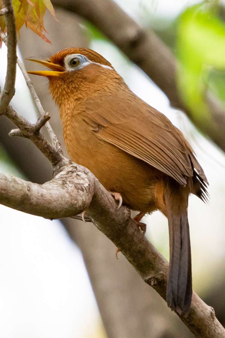 ガビチョウの画像