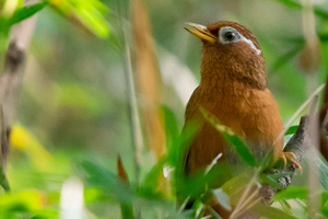 ガビチョウの色