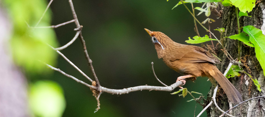 ガビチョウの写真