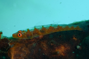 ガラスハゼの色