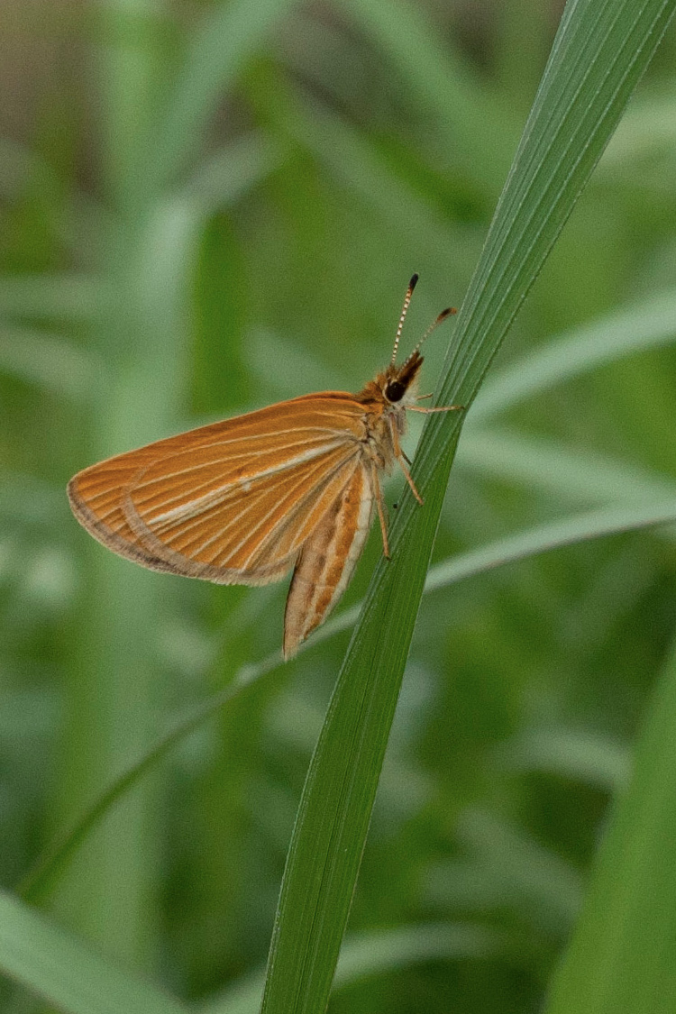 ギンイチモンジセセリの画像