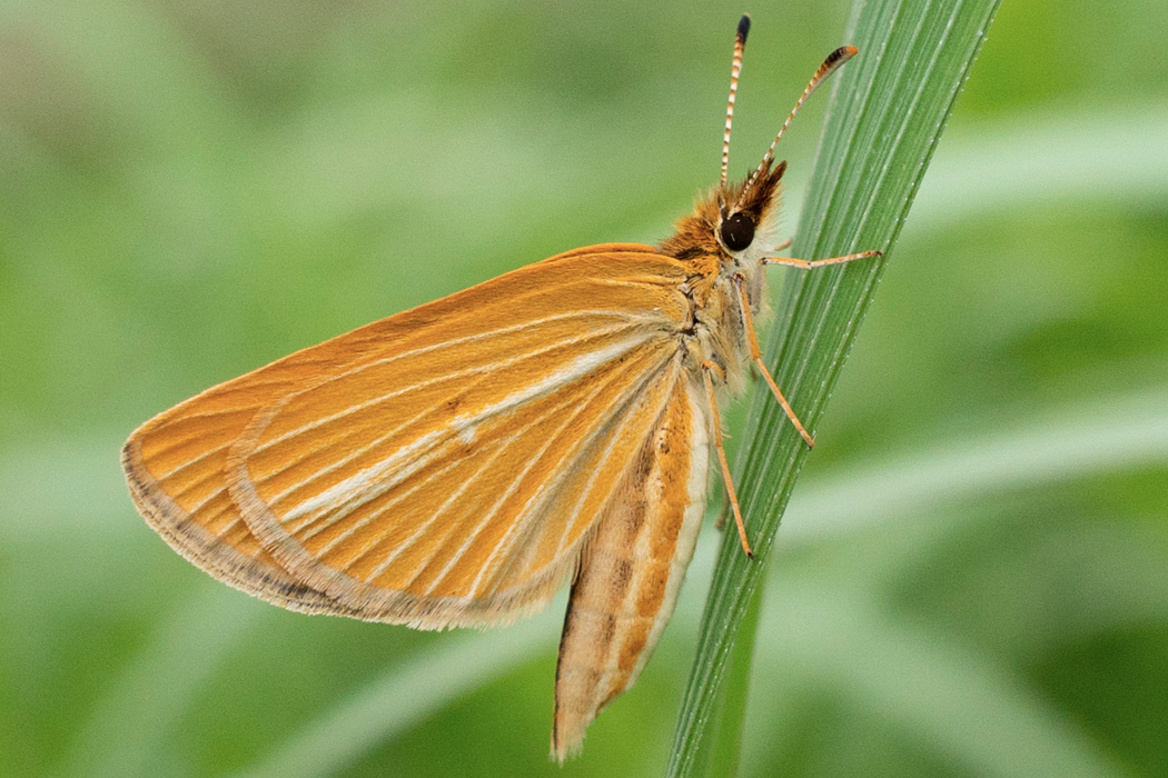 ギンイチモンジセセリのページ