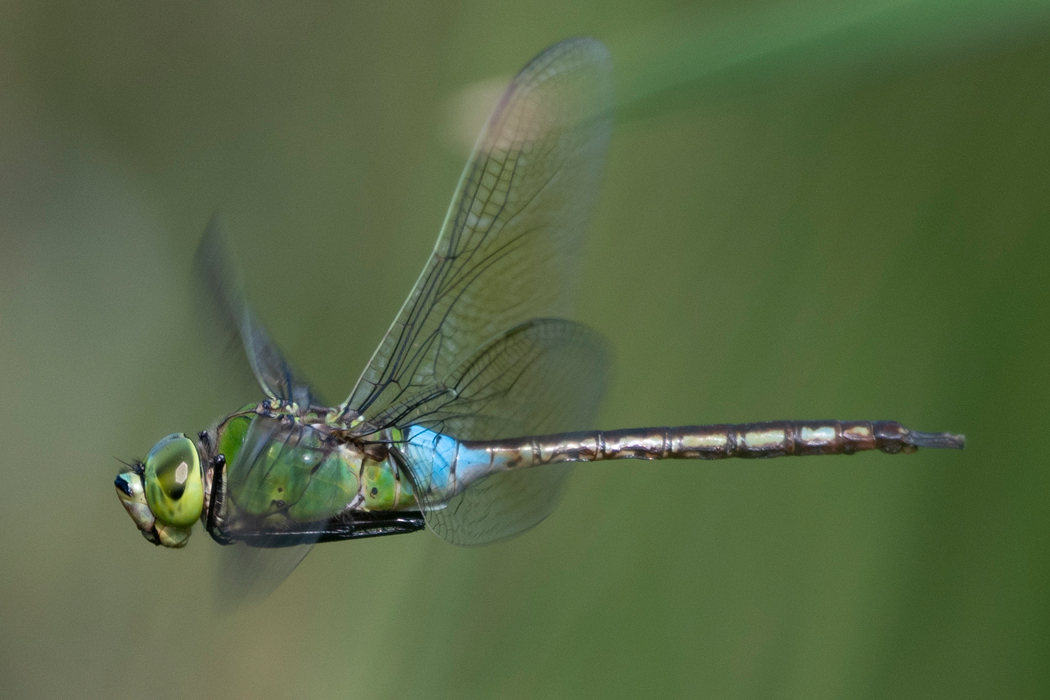 ギンヤンマのページ