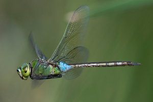 ギンヤンマの色