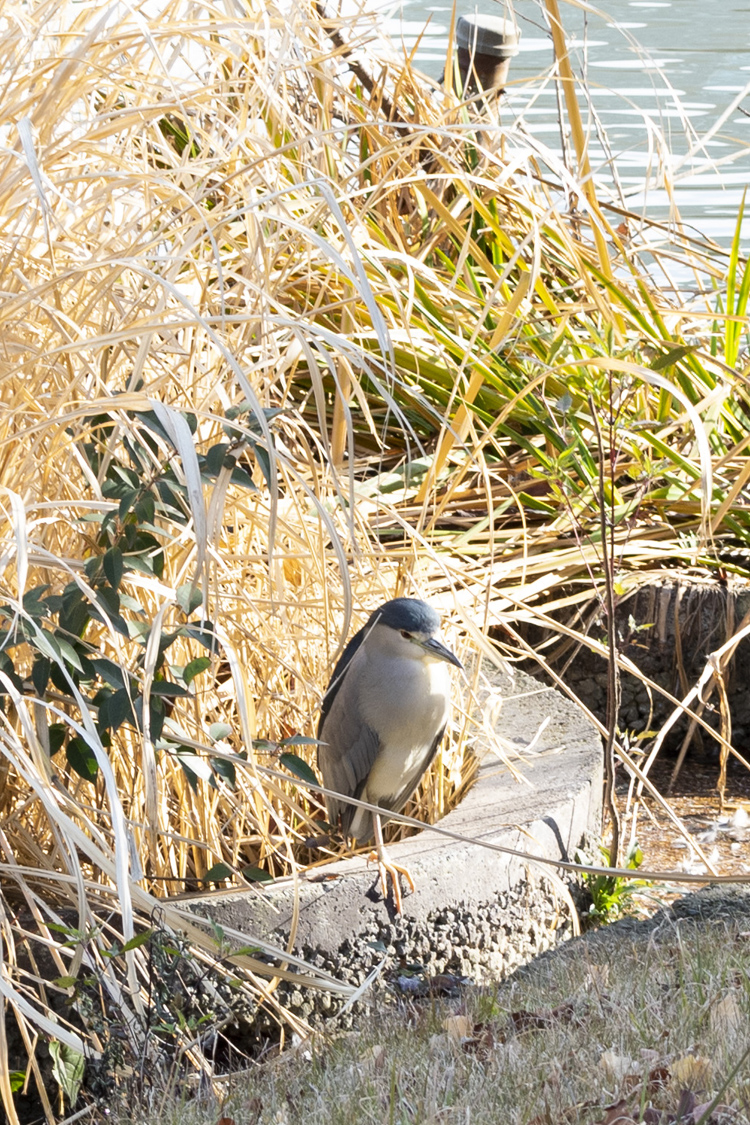 ゴイサギの画像
