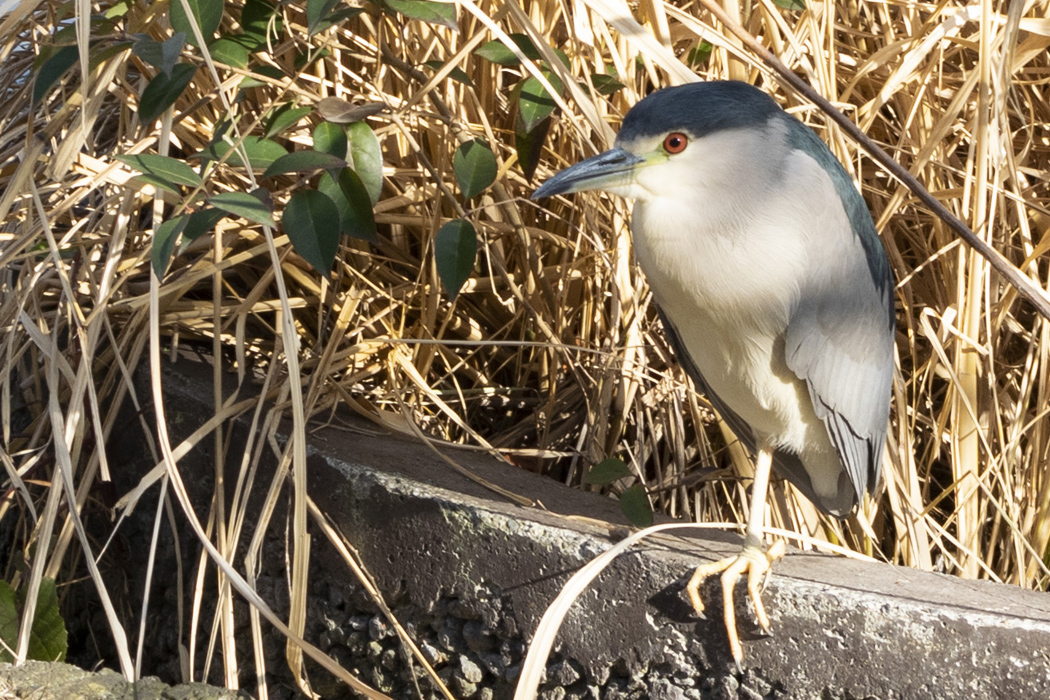 ゴイサギのページ