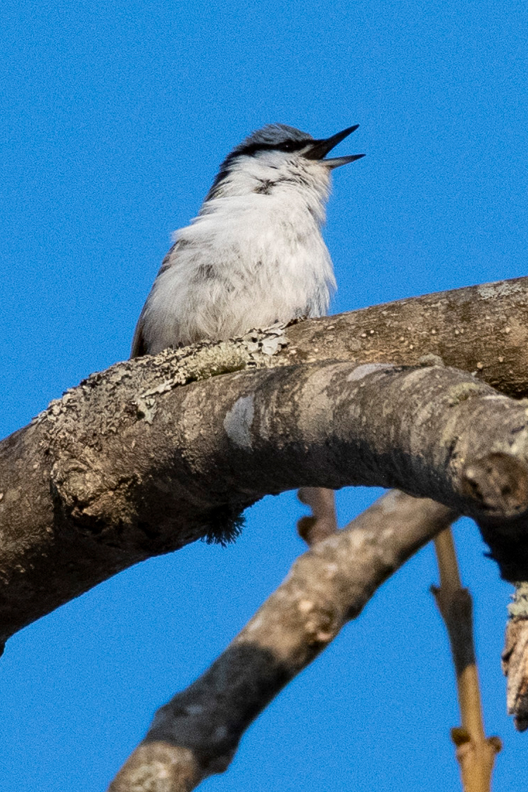 ゴジュウカラの画像