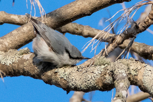 ゴジュウカラの色
