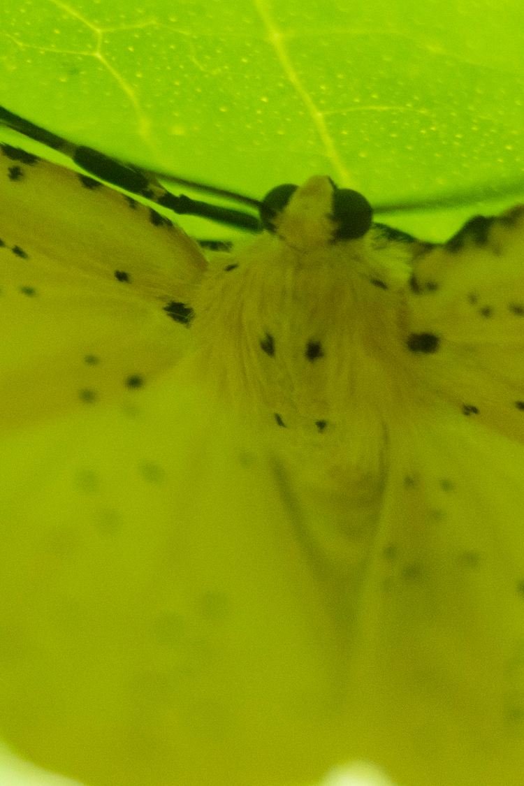 ゴマフキエダシャクの画像