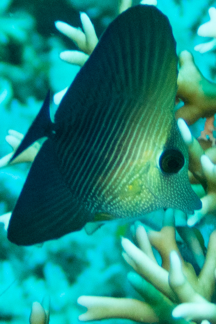 ゴマハギの画像