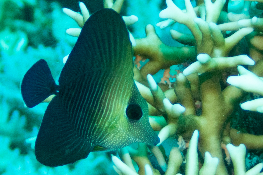 ゴマハギのページ