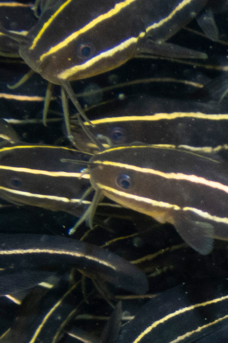 ゴンズイの画像