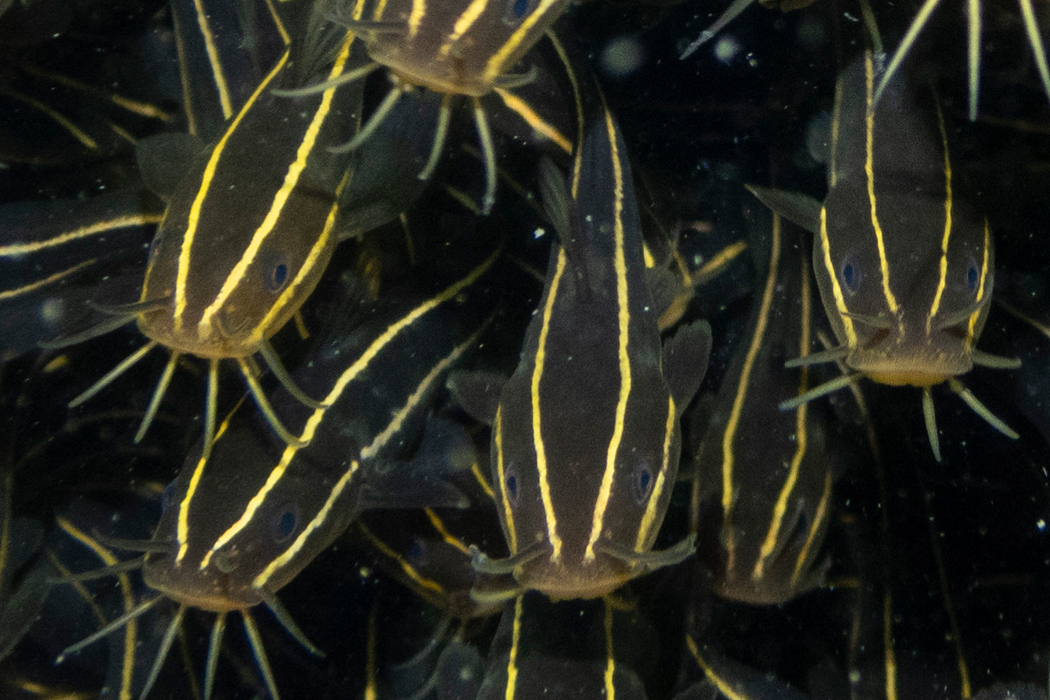 ゴンズイのページ