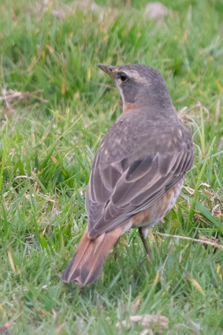 ハチジョウツグミの画像
