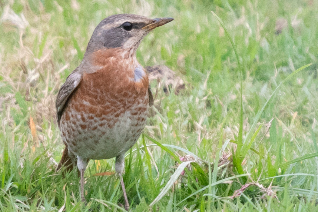 ハチジョウツグミのページ