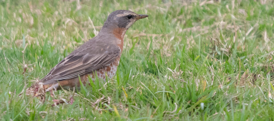 ハチジョウツグミの写真