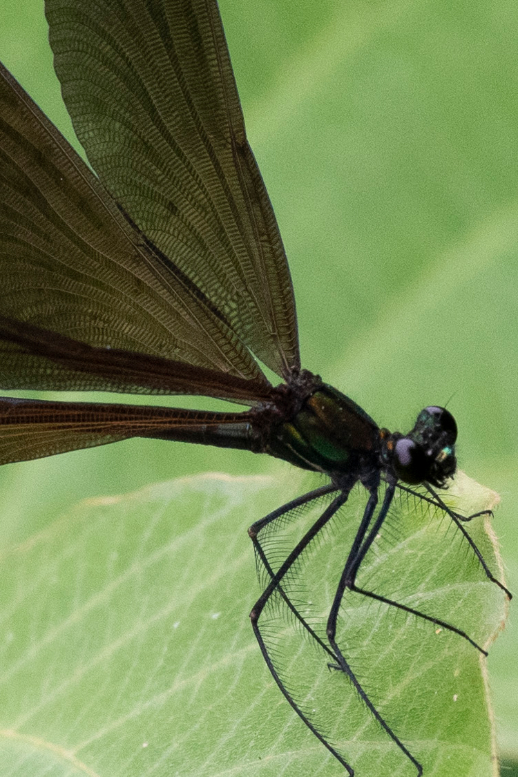 ハグロトンボの画像