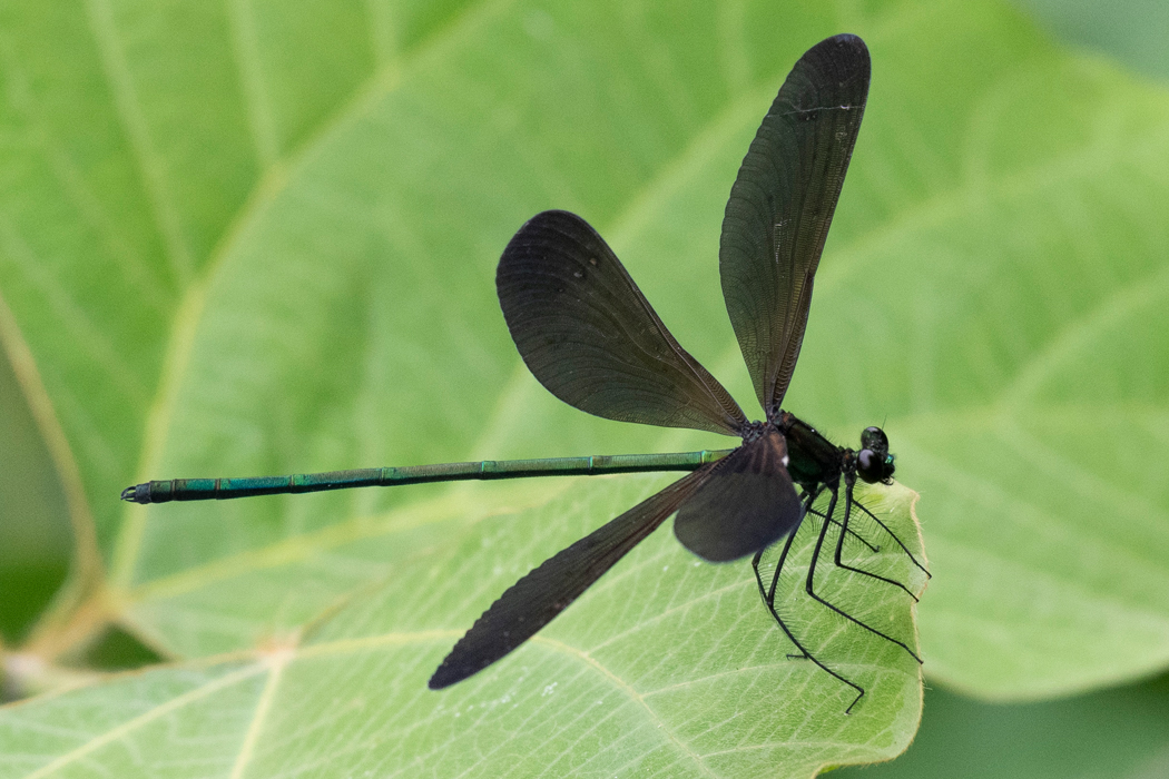 ハグロトンボのページ