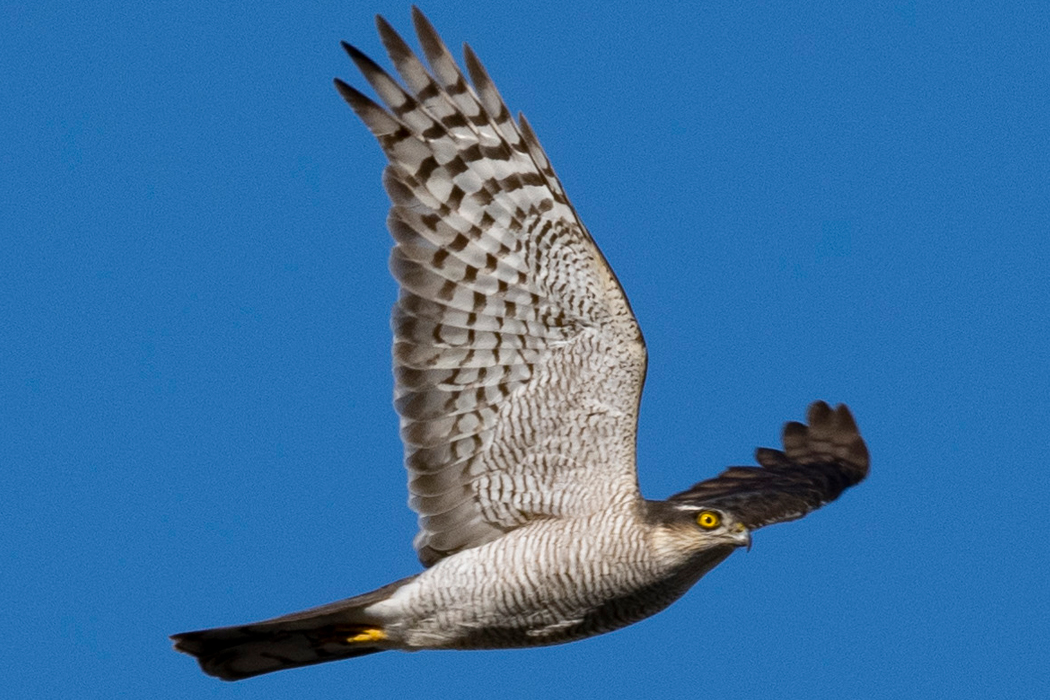 ハイタカのページ