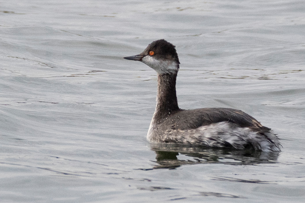 ハジロカイツブリのページ