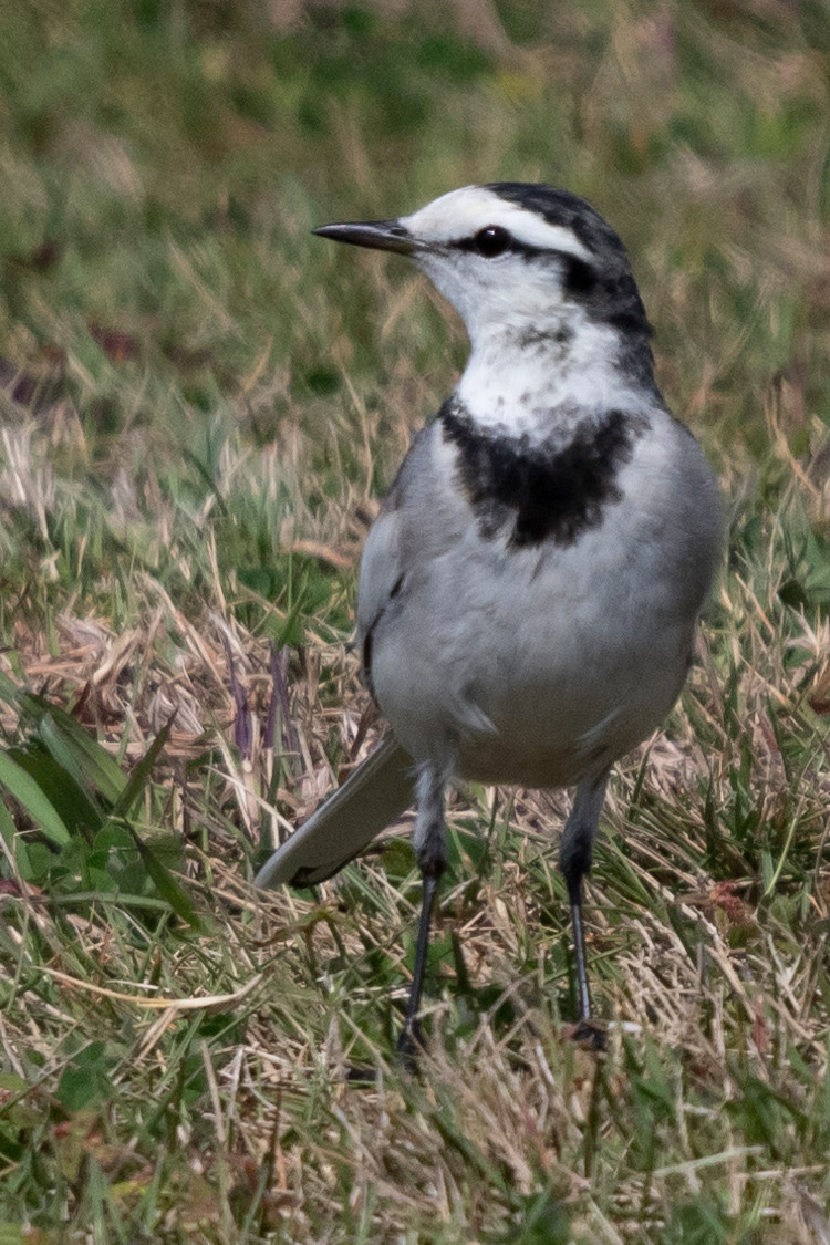 ハクセキレイの画像
