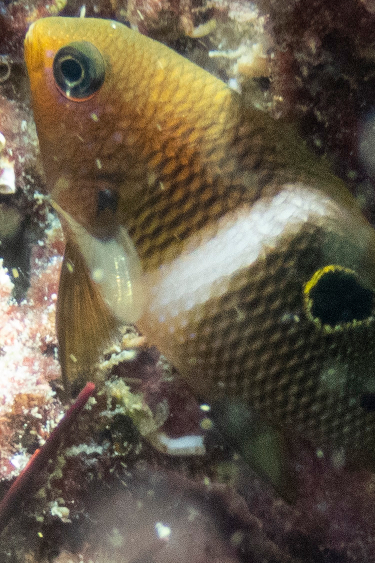 ハクセンスズメダイの画像