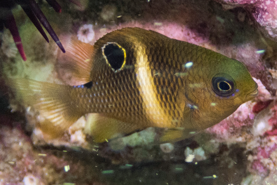 ハクセンスズメダイのページ