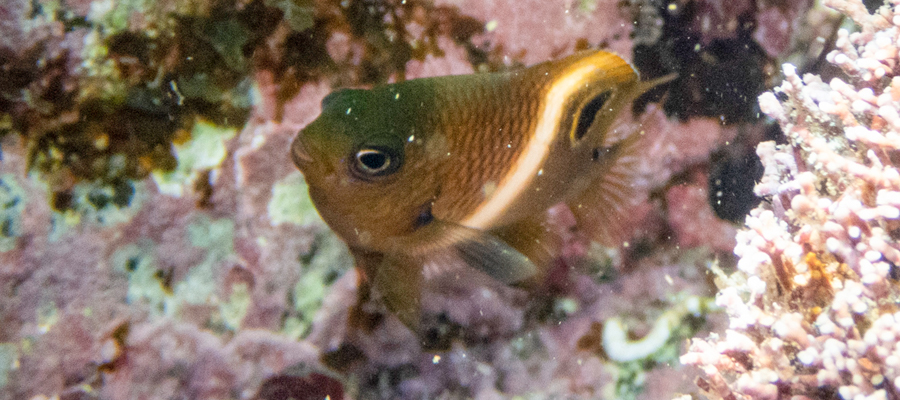 ハクセンスズメダイの写真