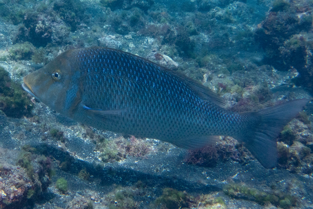 ハマフエフキのページ