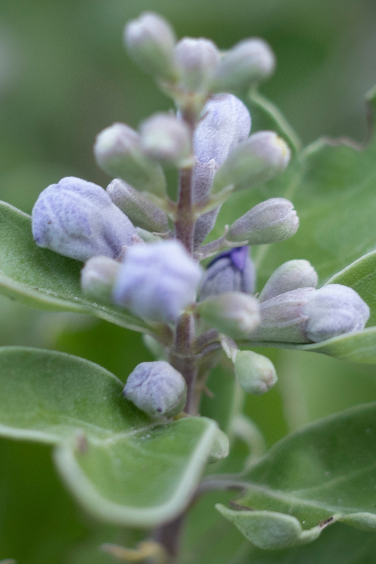 ハマゴウの画像