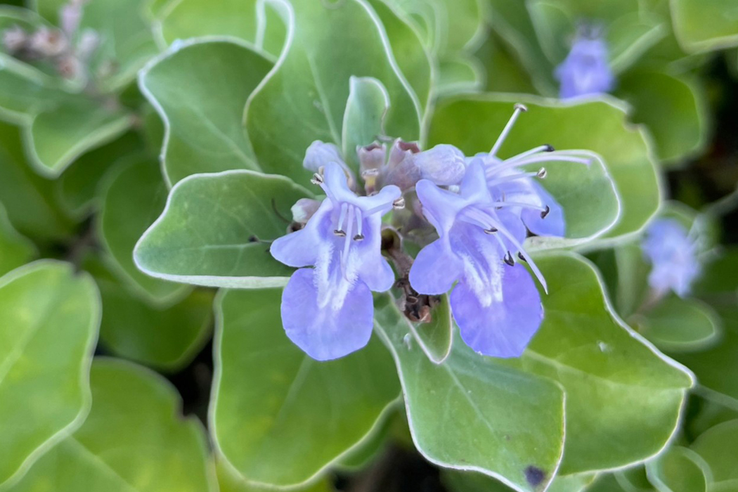 ハマゴウのページ