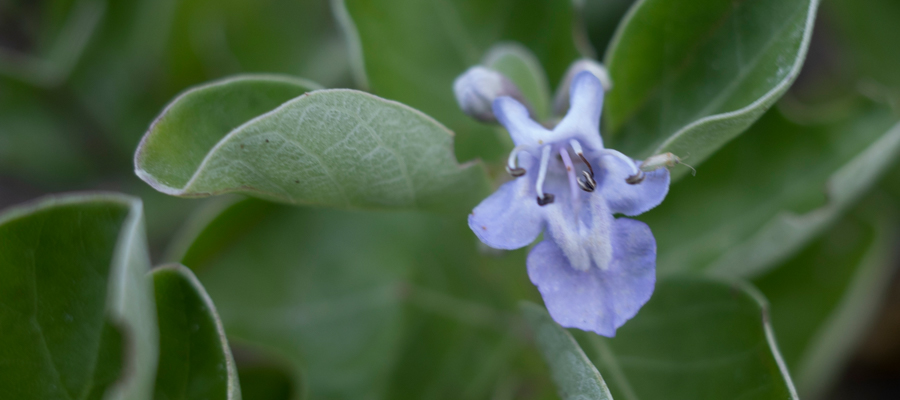 ハマゴウの写真