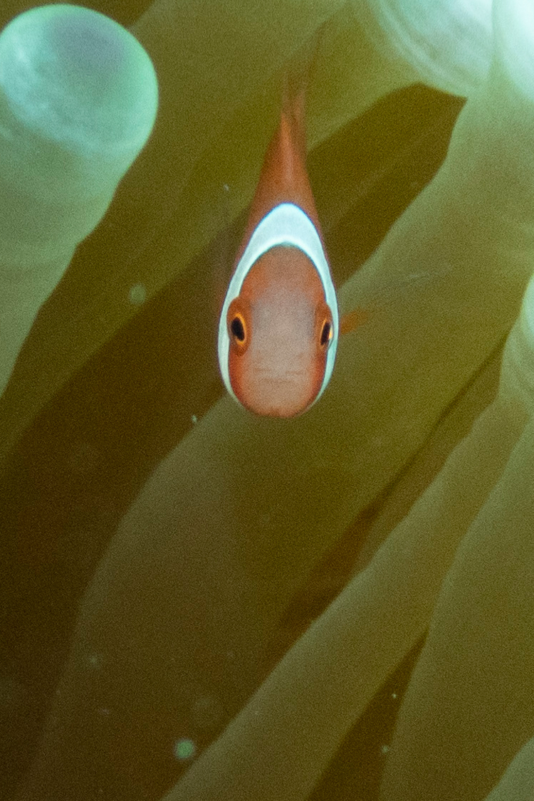 ハマクマノミの画像