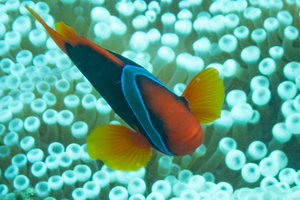 ハマクマノミの色