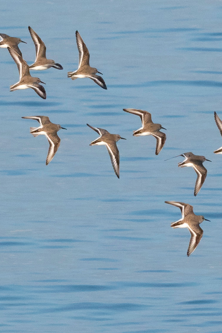 ハマシギの画像