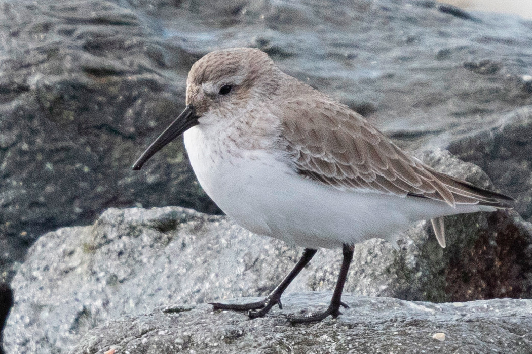 ハマシギのページ