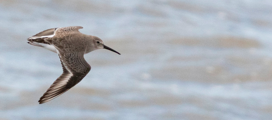 ハマシギの写真