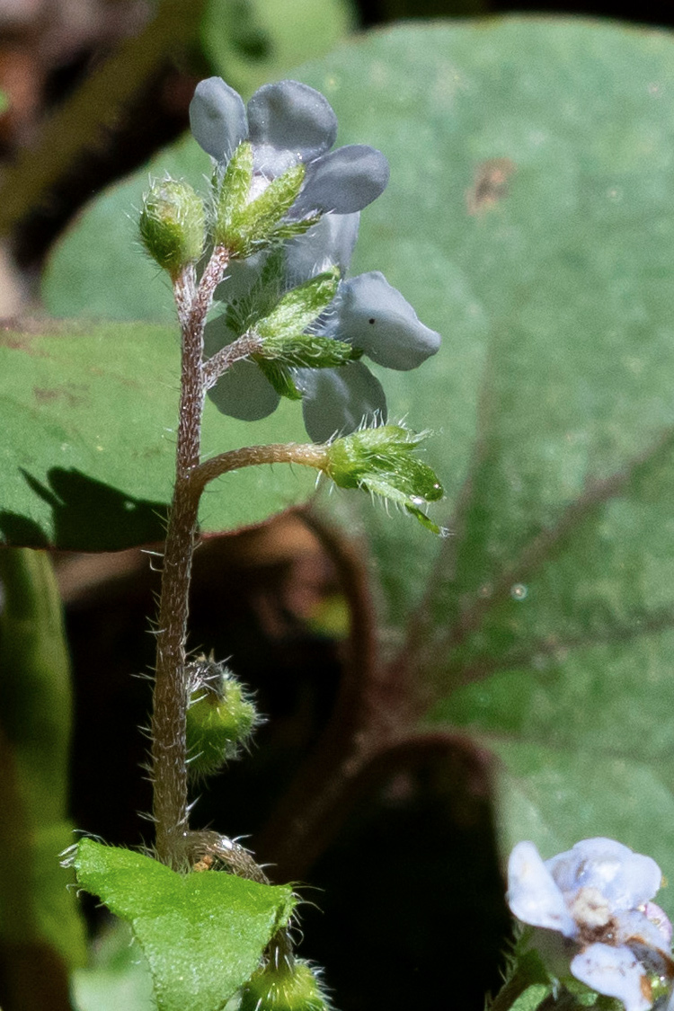 ハナイバナの画像