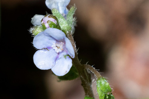 ハナイバナの色