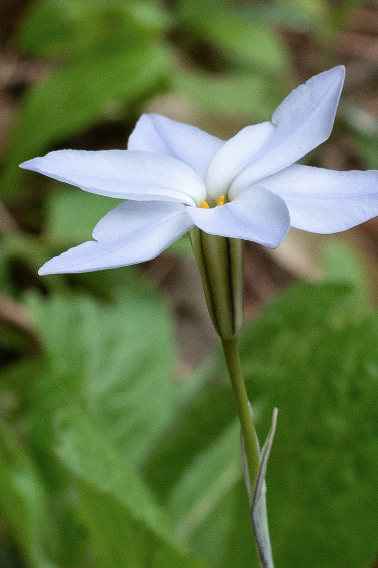 ハナニラの画像