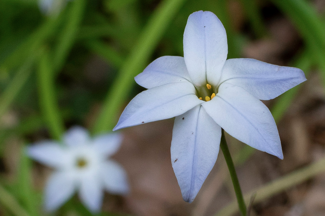 ハナニラのページ