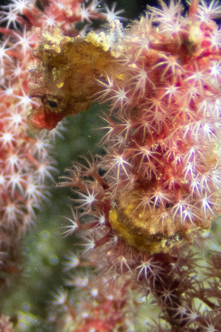 ハナタツの画像