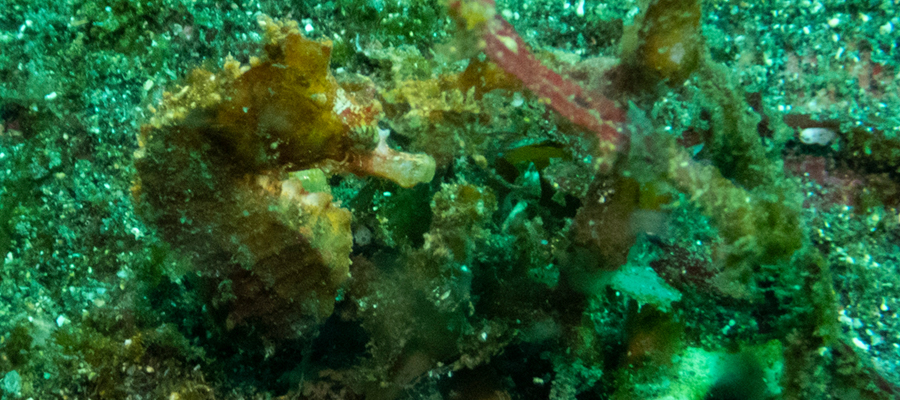 ハナタツの写真