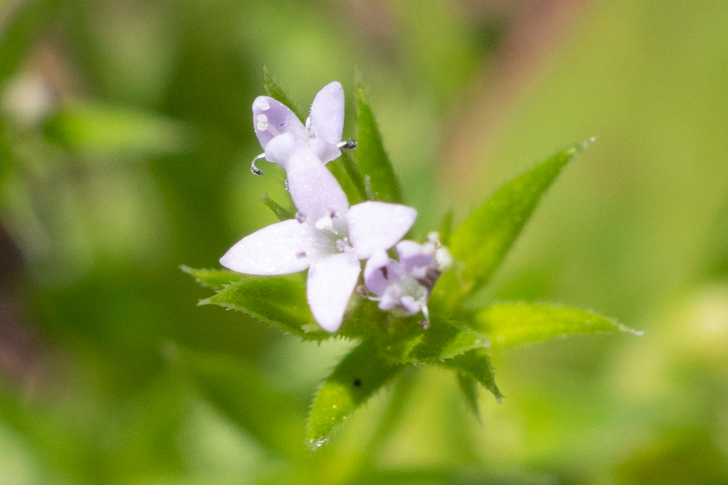 ハナヤエムグラのページ