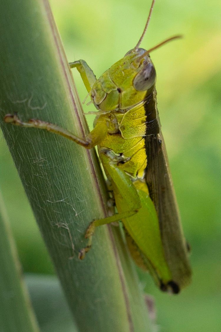 ハネナガイナゴの画像